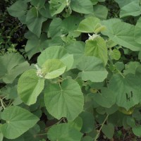 Abutilon pannosum (G.Forst.) Schltdl.